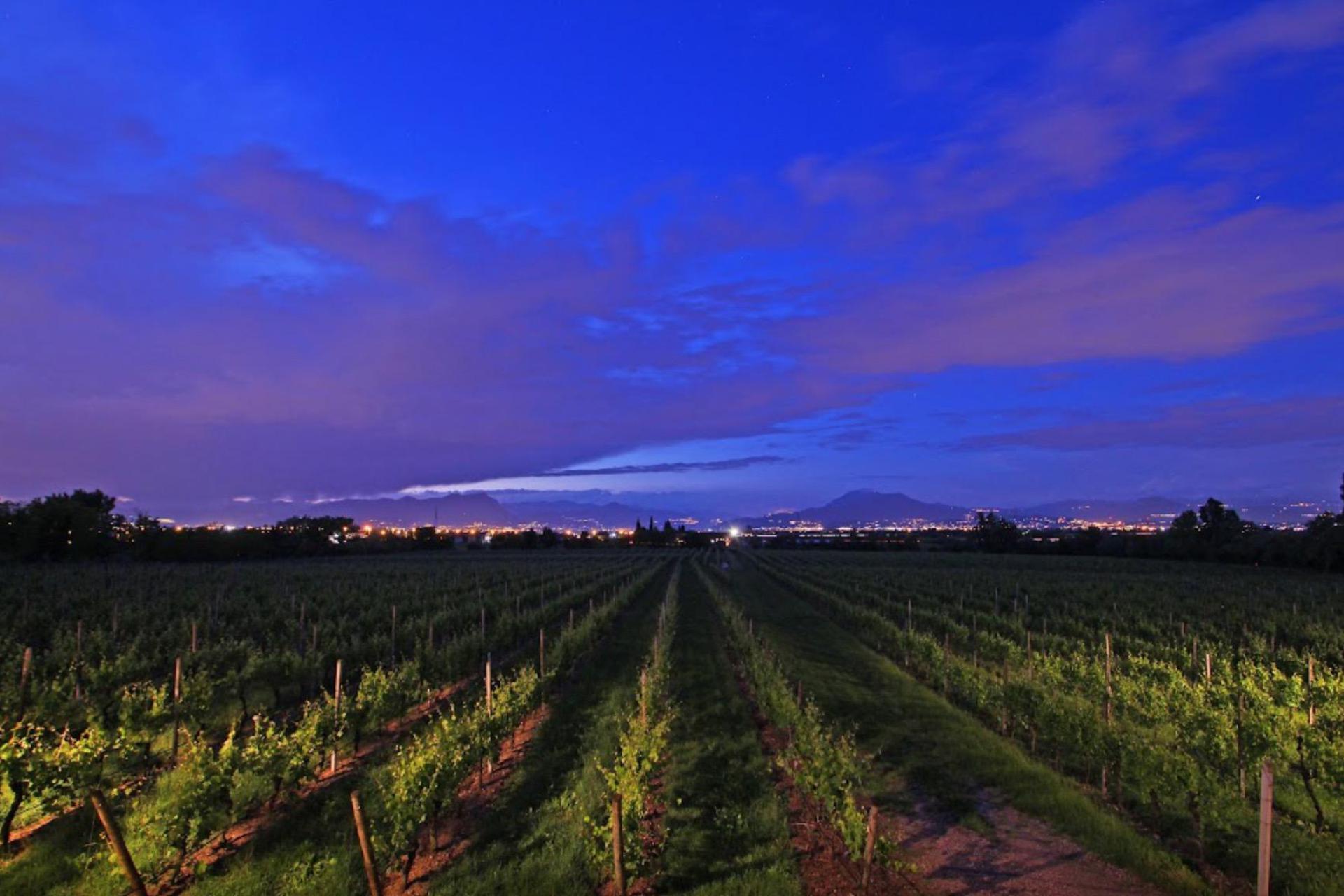 Agriturismo Lake Garda, surrounded by vineyards