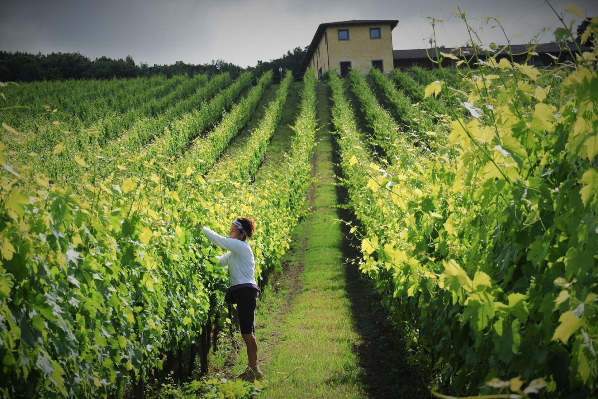 Agriturismo with restaurant on wine estate